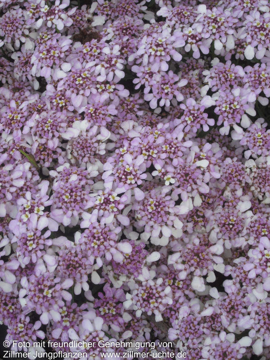 Immergrüne Schleifenblume 'Pink Ice' (Iberis sempervirens)