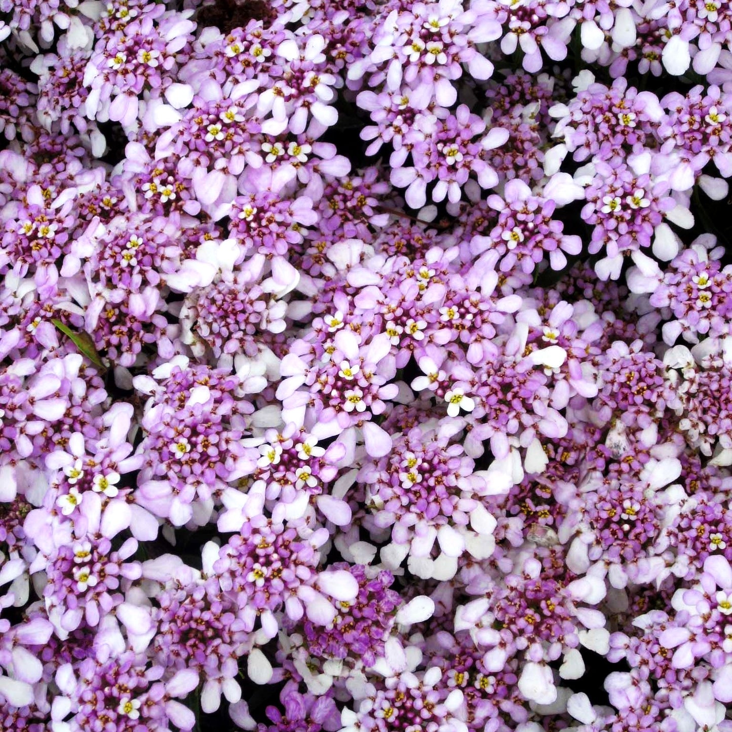Immergrüne Schleifenblume 'Pink Ice' (Iberis sempervirens)