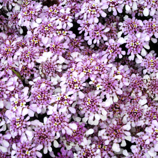 Immergrüne Schleifenblume 'Pink Ice' (Iberis sempervirens)
