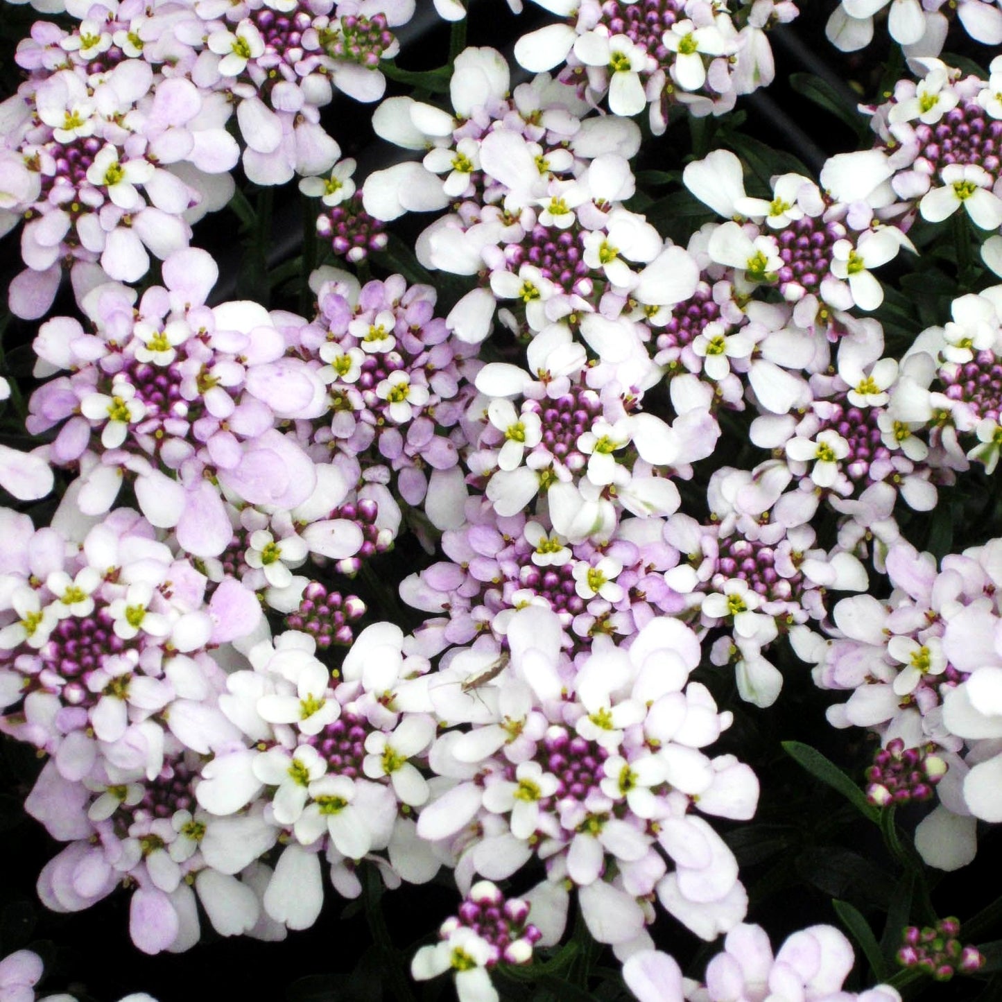 Immergrüne Schleifenblume 'Pink Ice' (Iberis sempervirens)