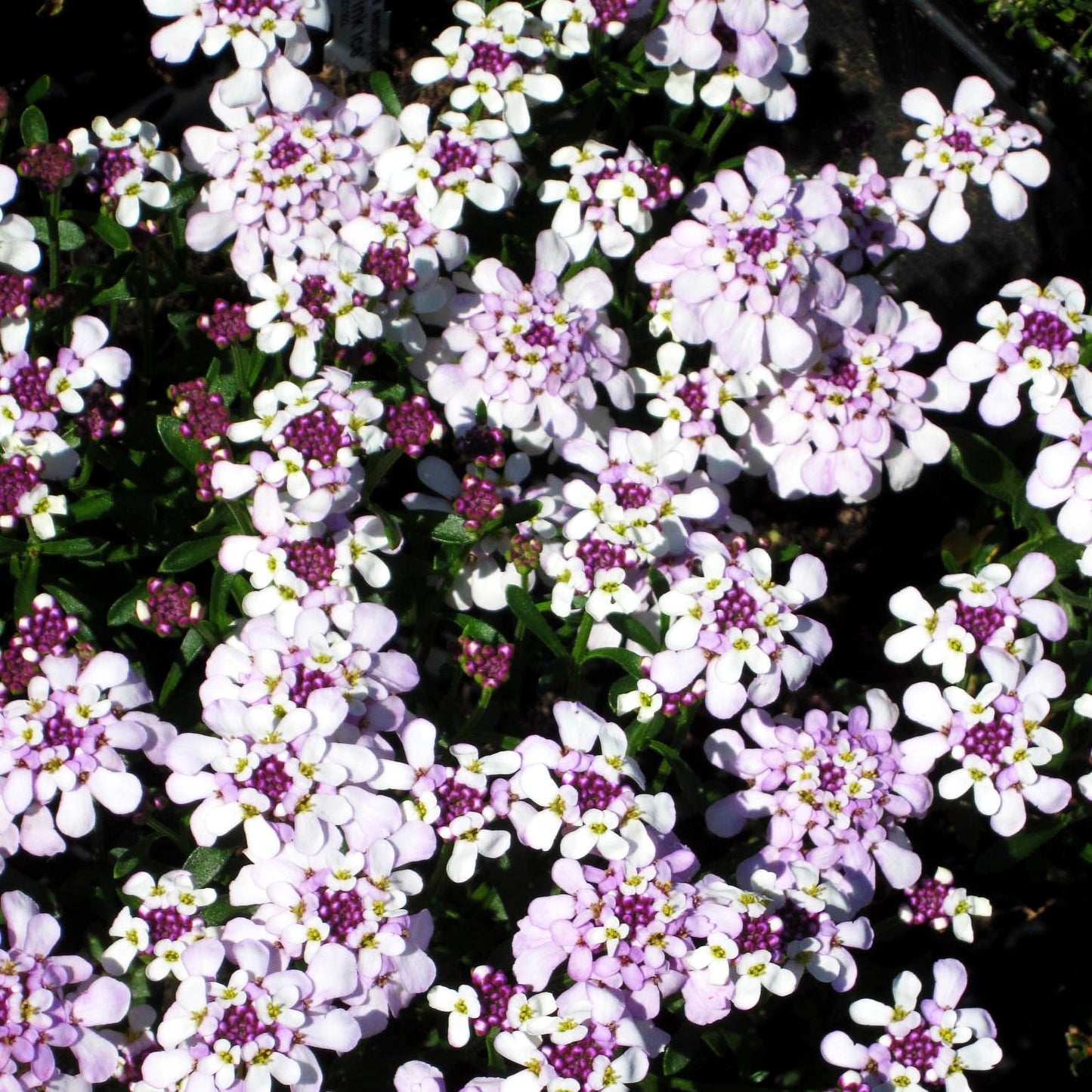 Immergrüne Schleifenblume 'Pink Ice' (Iberis sempervirens)