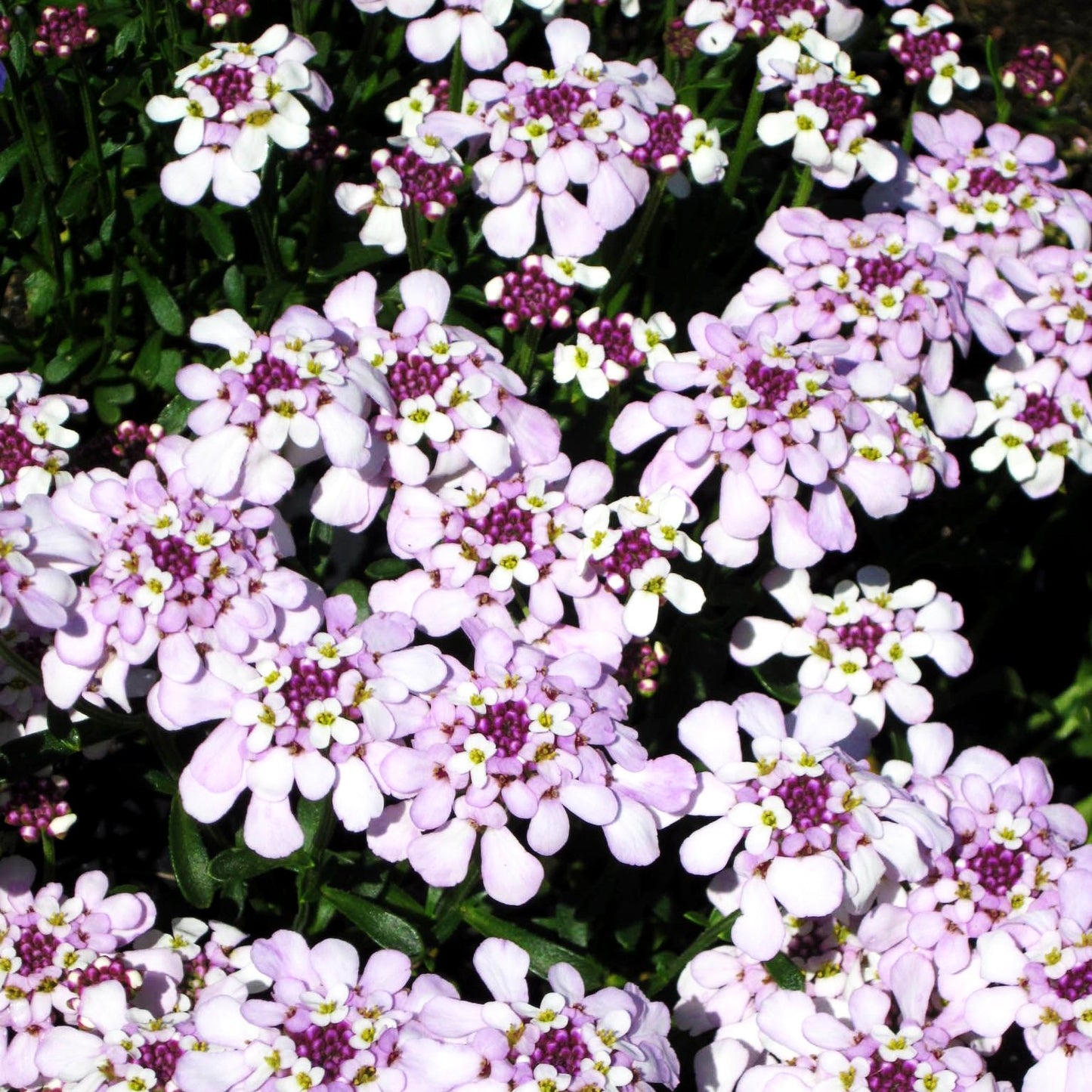 Immergrüne Schleifenblume 'Pink Ice' (Iberis sempervirens)