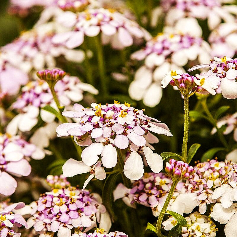 Immergrüne Schleifenblume 'Pink Ice' (Iberis sempervirens)