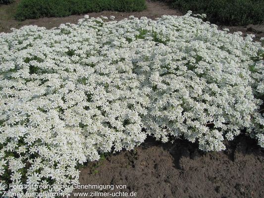 Immergrüne Schleifenblume 'Weißer Zwerg' (Iberis sempervirens)