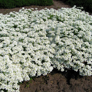 Immergrüne Schleifenblume 'Weißer Zwerg' (Iberis sempervirens)