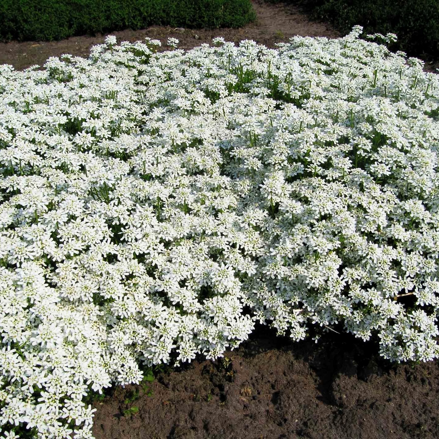 Immergrüne Schleifenblume 'Weißer Zwerg' (Iberis sempervirens)