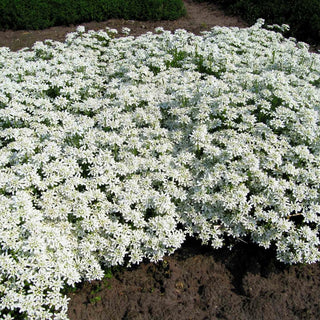 Immergrüne Schleifenblume 'Weißer Zwerg' (Iberis sempervirens)
