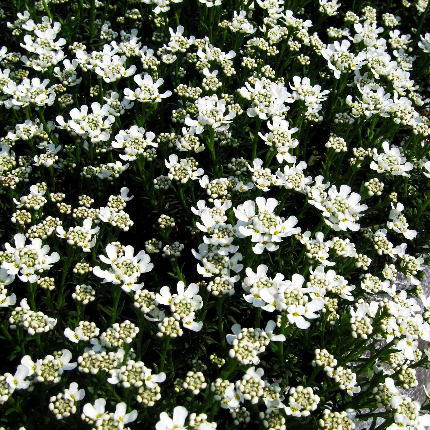 Immergrüne Schleifenblume 'Weißer Zwerg' (Iberis sempervirens)