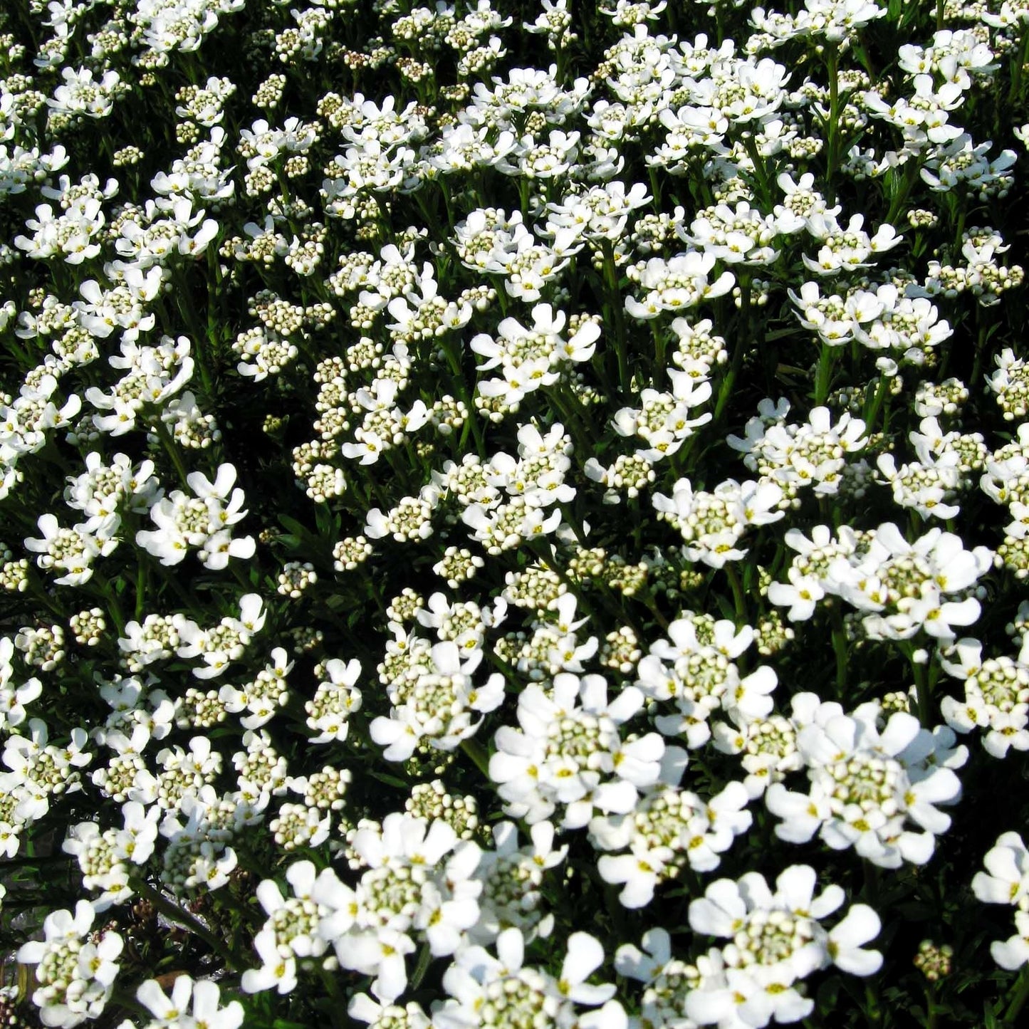 Immergrüne Schleifenblume 'Weißer Zwerg' (Iberis sempervirens)