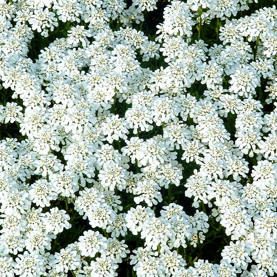 Immergrüne Schleifenblume 'Weißer Zwerg' (Iberis sempervirens)