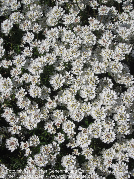 Immergrüne Schleifenblume 'Zwergschneeflocke' (Iberis sempervirens)