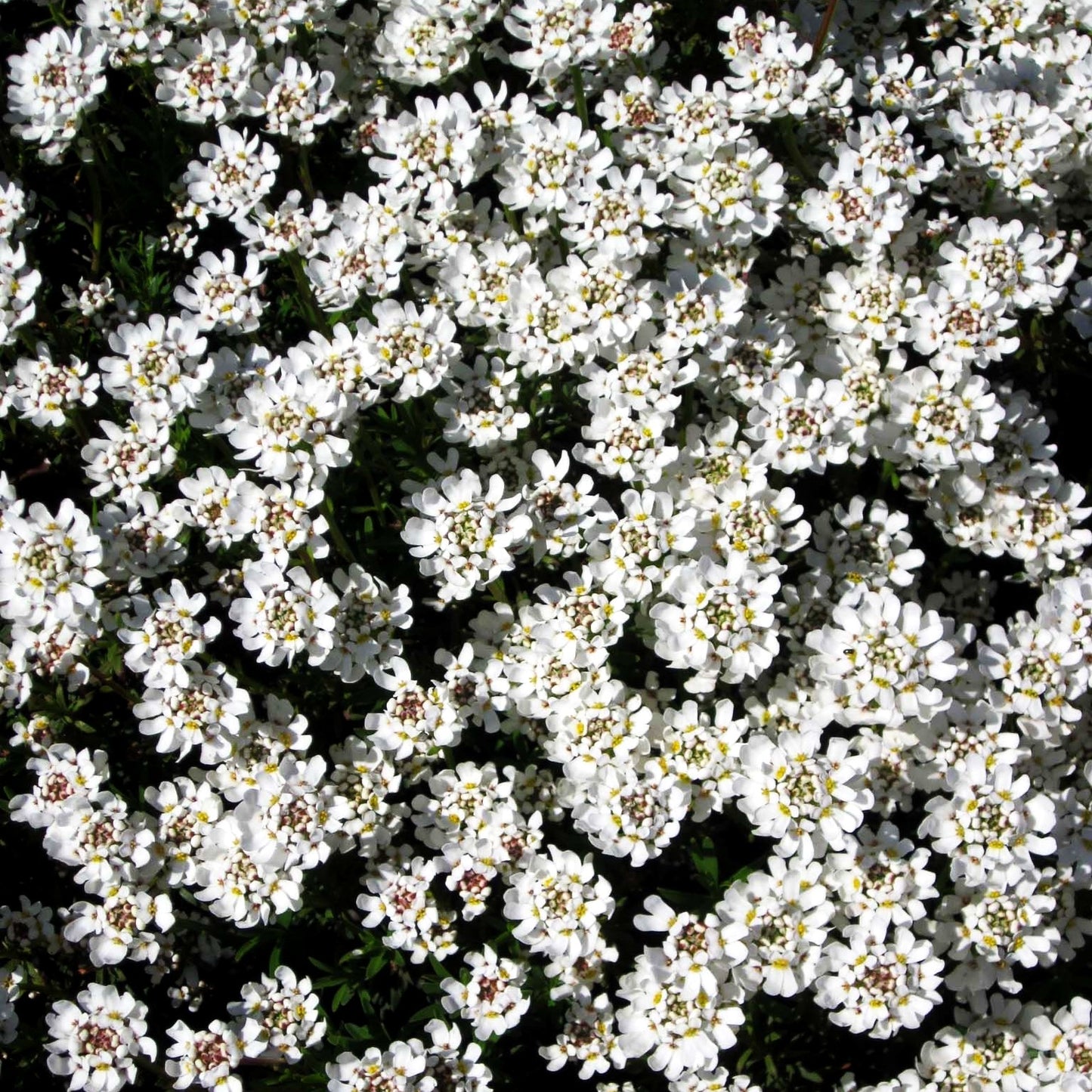 Immergrüne Schleifenblume 'Zwergschneeflocke' (Iberis sempervirens)