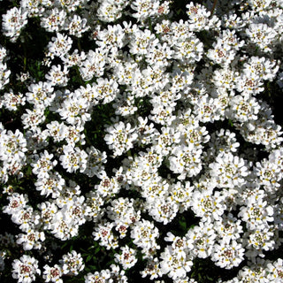 Immergrüne Schleifenblume 'Zwergschneeflocke' (Iberis sempervirens)