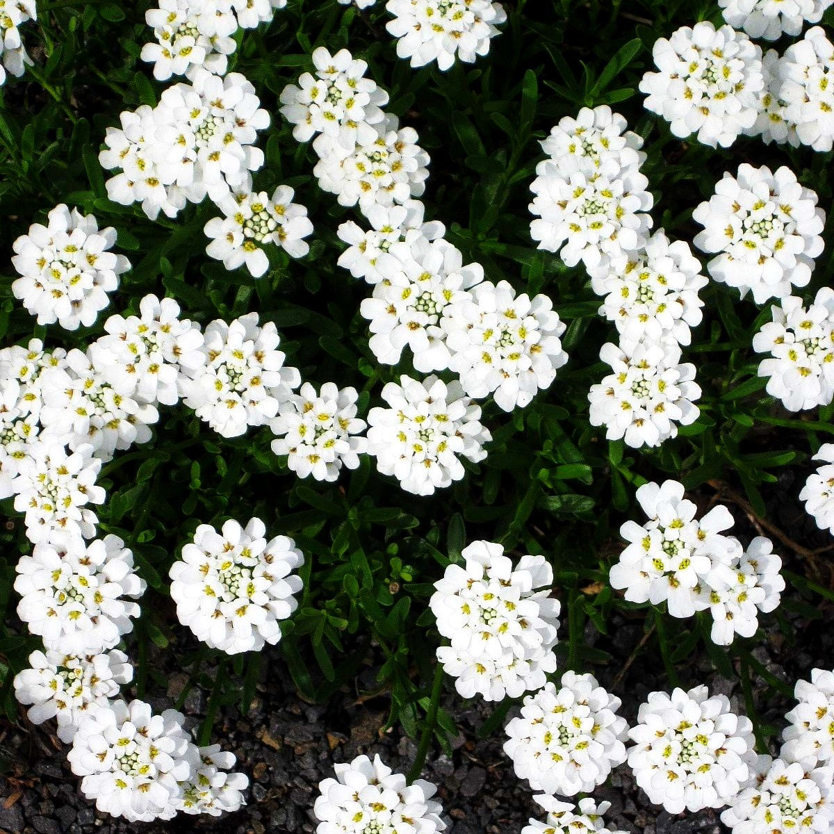 Immergrüne Schleifenblume 'Zwergschneeflocke' (Iberis sempervirens)