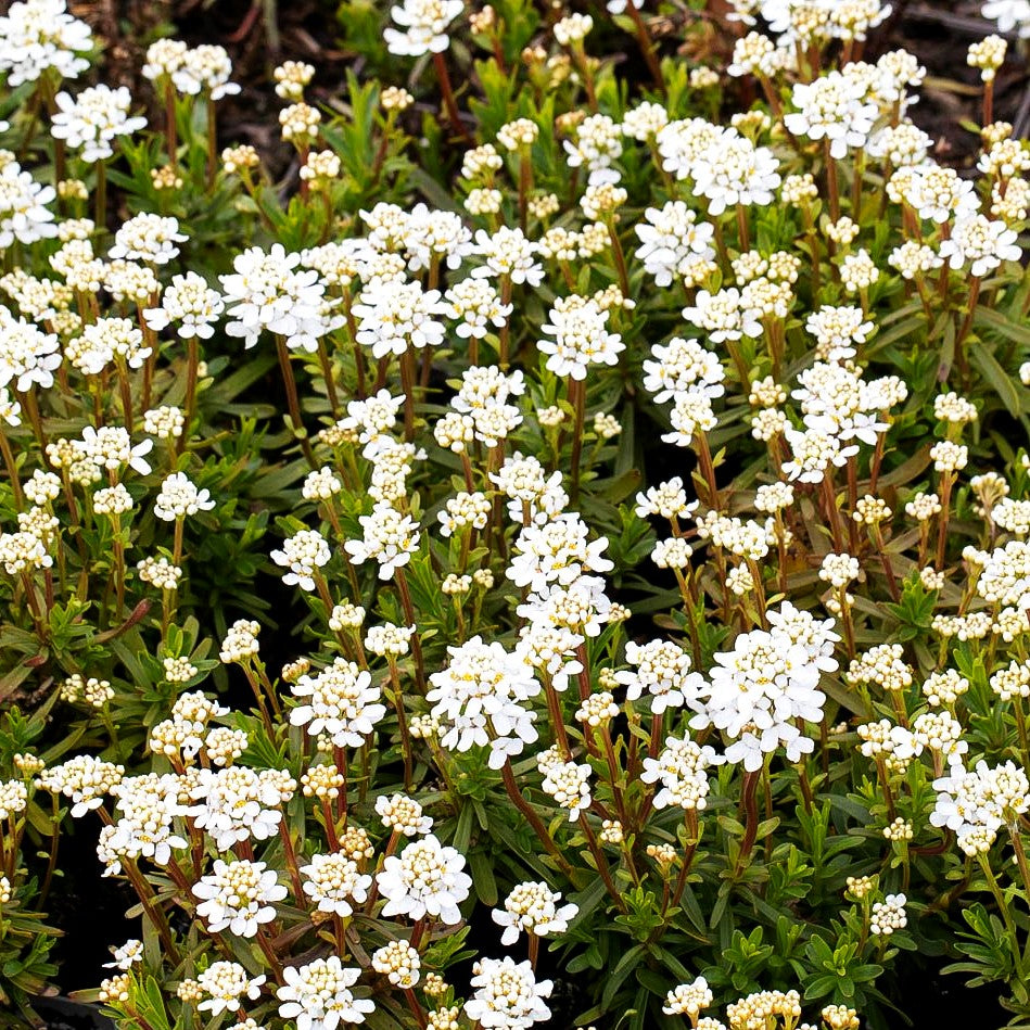 Immergrüne Schleifenblume 'Zwergschneeflocke' (Iberis sempervirens)
