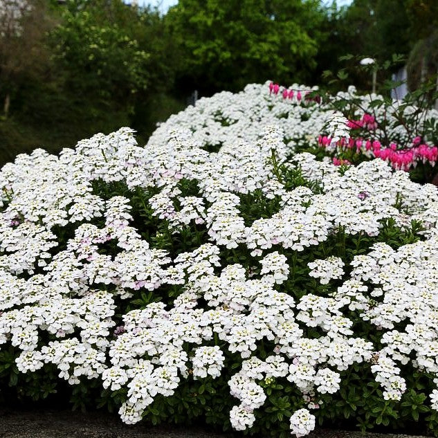 Immergrüne Schleifenblume 'Zwergschneeflocke' (Iberis sempervirens)