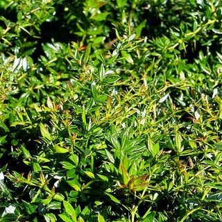 Immergrüne Silber-Berberitze 'Amstelveen' (Berberis x frikartii)