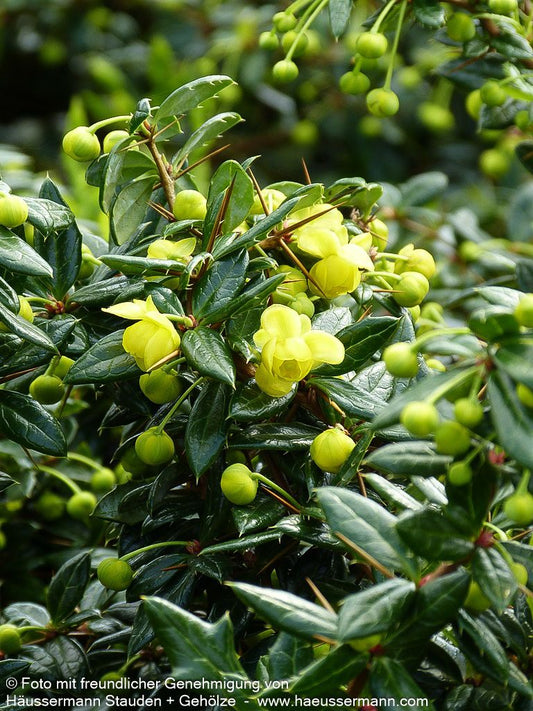 Immergrüne Silber-Berberitze 'Telstar' (Berberis x frikartii)