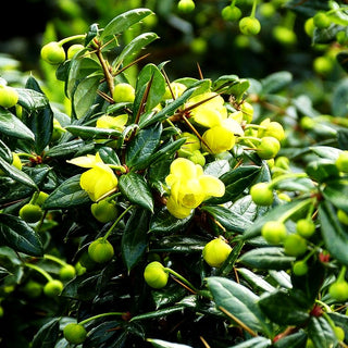 Immergrüne Silber-Berberitze 'Telstar' (Berberis x frikartii)