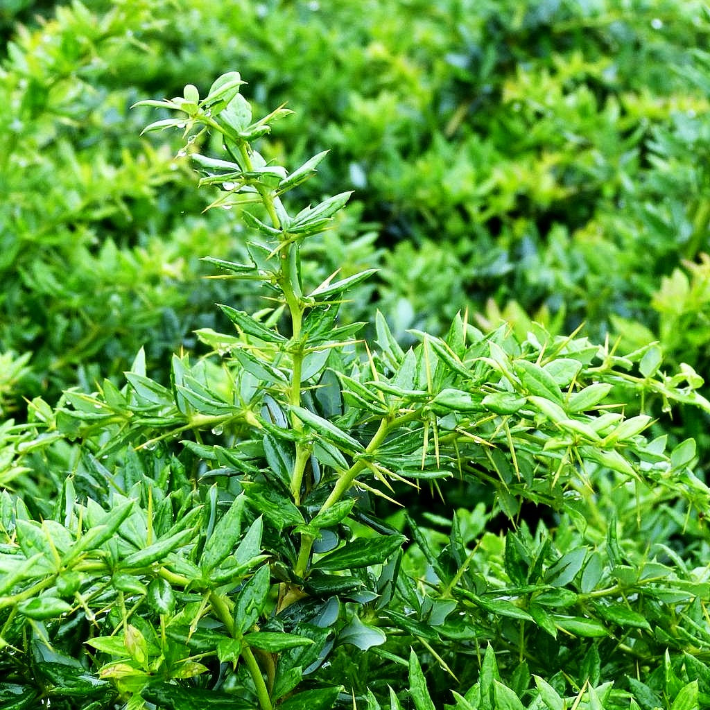 Immergrüne Silber-Berberitze 'Telstar' (Berberis x frikartii)