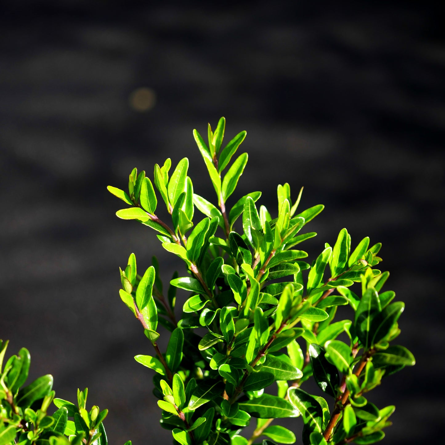 Immergrüne Strauch-Heckenkirsche 'Elegant' (Lonicera nitida)