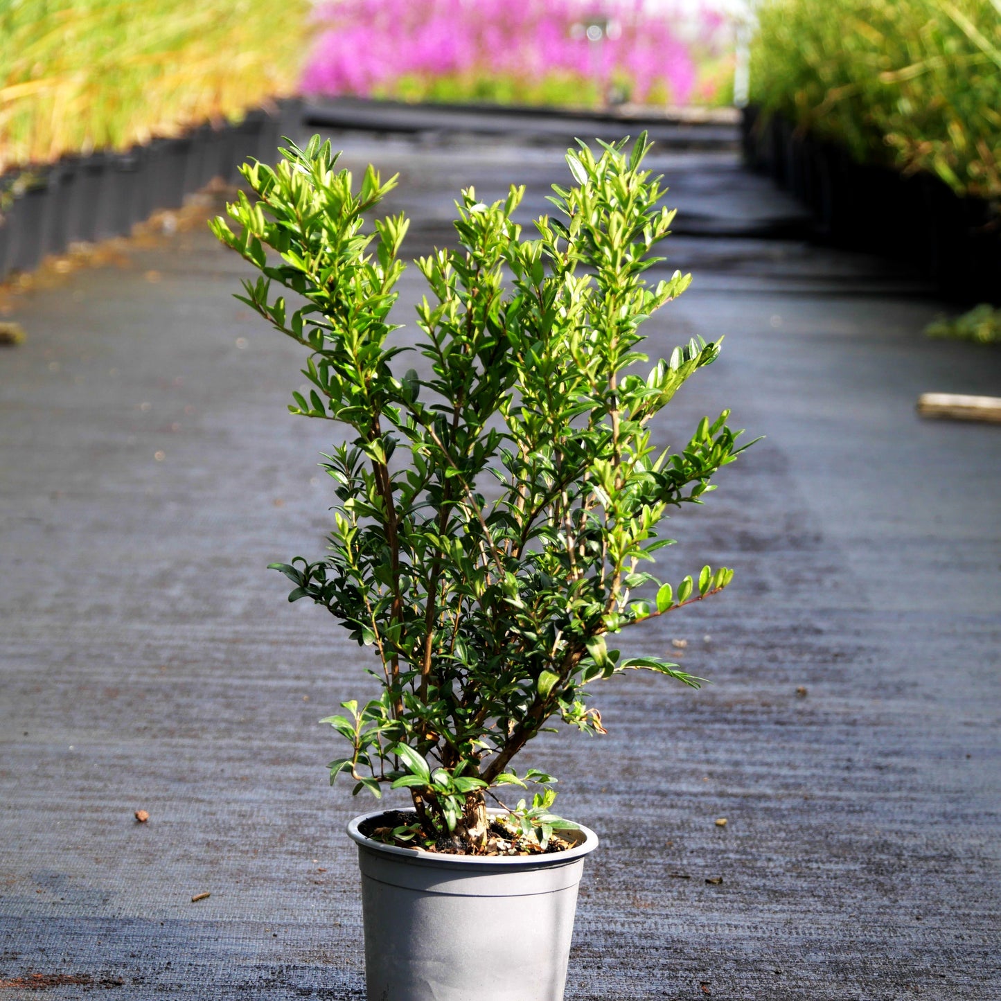 Immergrüne Strauch-Heckenkirsche 'Elegant' (Lonicera nitida)