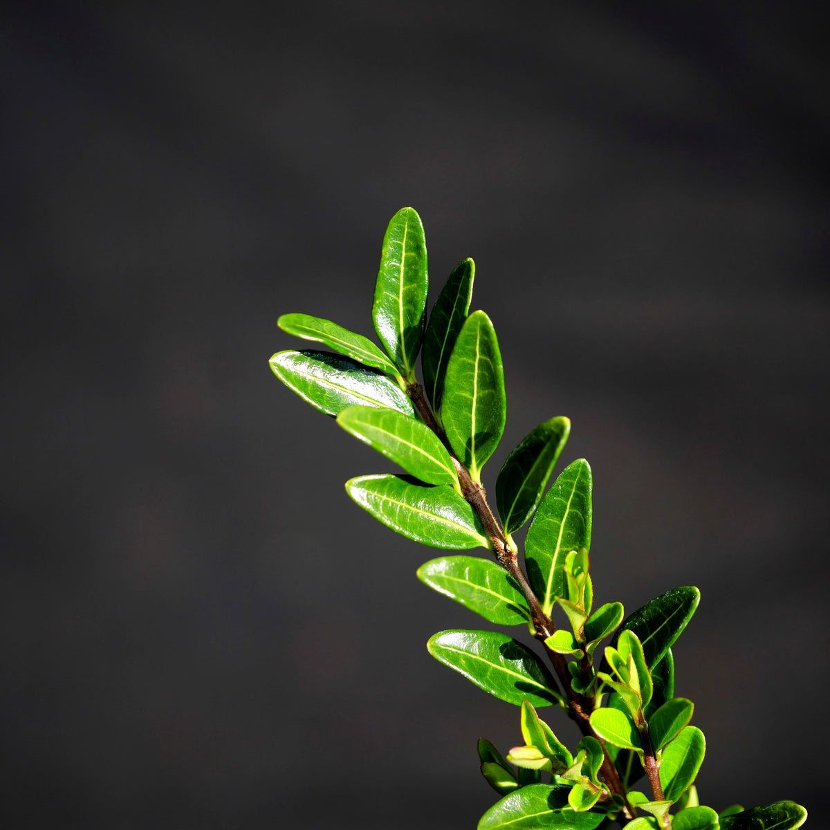 Immergrüne Strauch-Heckenkirsche 'Elegant' (Lonicera nitida)