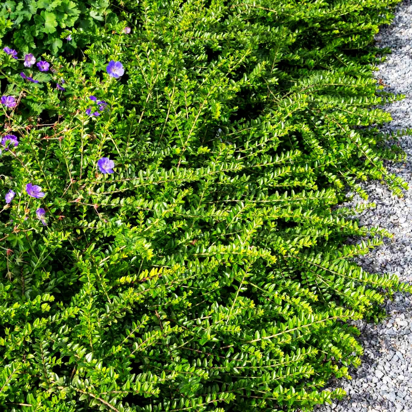 Immergrüne Strauch-Heckenkirsche 'Maigrün' (Lonicera nitida)