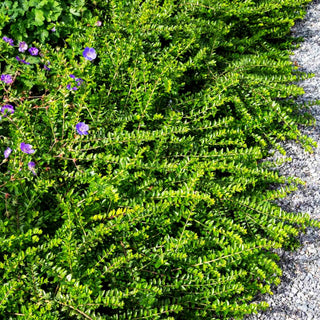Immergrüne Strauch-Heckenkirsche 'Maigrün' (Lonicera nitida)