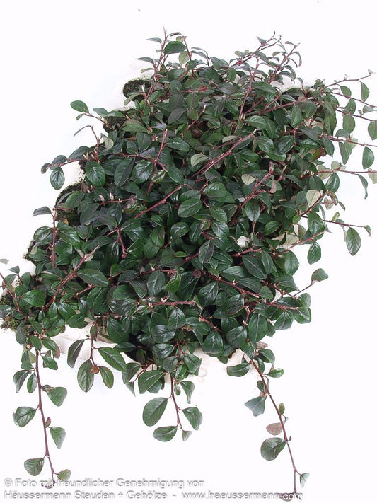 Immergrüne Teppich-Zwergmispel (Cotoneaster dammeri radicans)