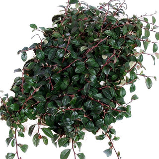 Immergrüne Teppich-Zwergmispel (Cotoneaster dammeri radicans)