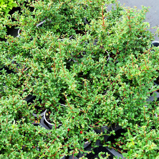 Immergrüne Teppich-Zwergmispel 'Eichholz' (Cotoneaster dammeri)