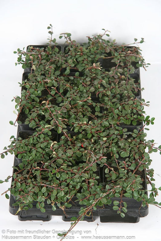 Immergrüne Teppichmispel 'Evergreen' (Cotoneaster dammeri)