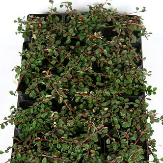 Immergrüne Teppichmispel 'Evergreen' (Cotoneaster dammeri)