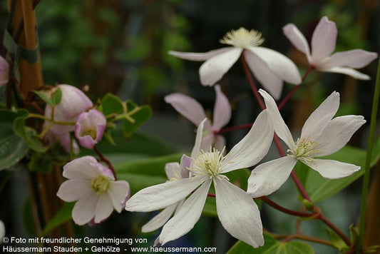 Immergrüne Waldrebe 'Apple Blossom' (Clematis armandii)