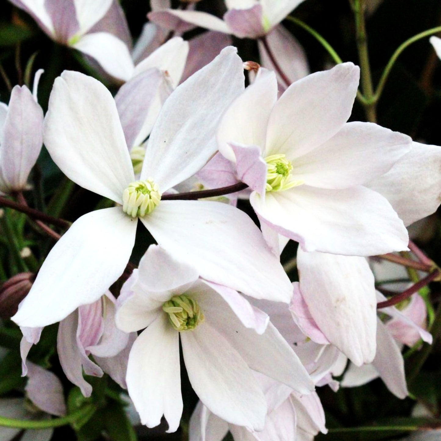Immergrüne Waldrebe 'Apple Blossom' (Clematis armandii)