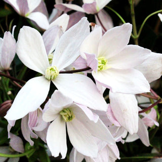 Immergrüne Waldrebe 'Apple Blossom' (Clematis armandii)