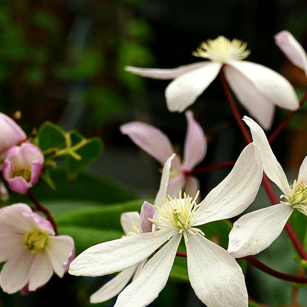 Immergrüne Waldrebe 'Apple Blossom' (Clematis armandii)