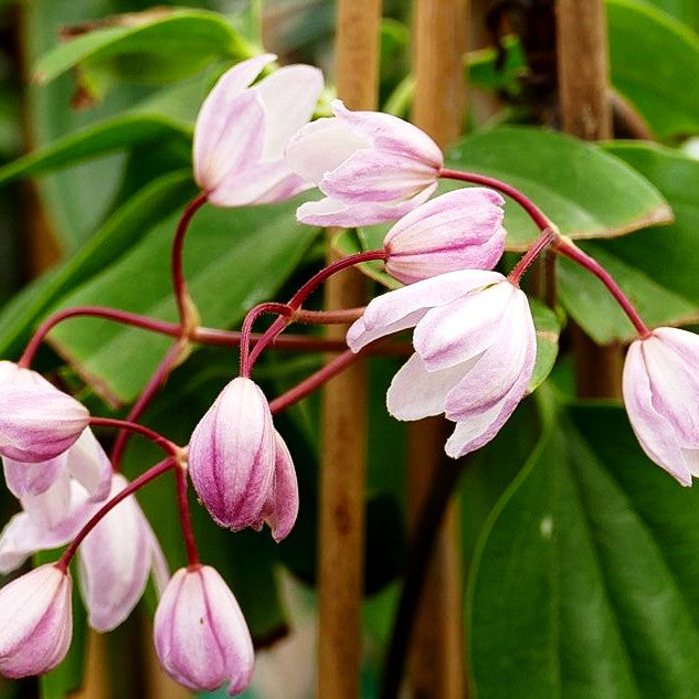 Immergrüne Waldrebe 'Apple Blossom' (Clematis armandii)