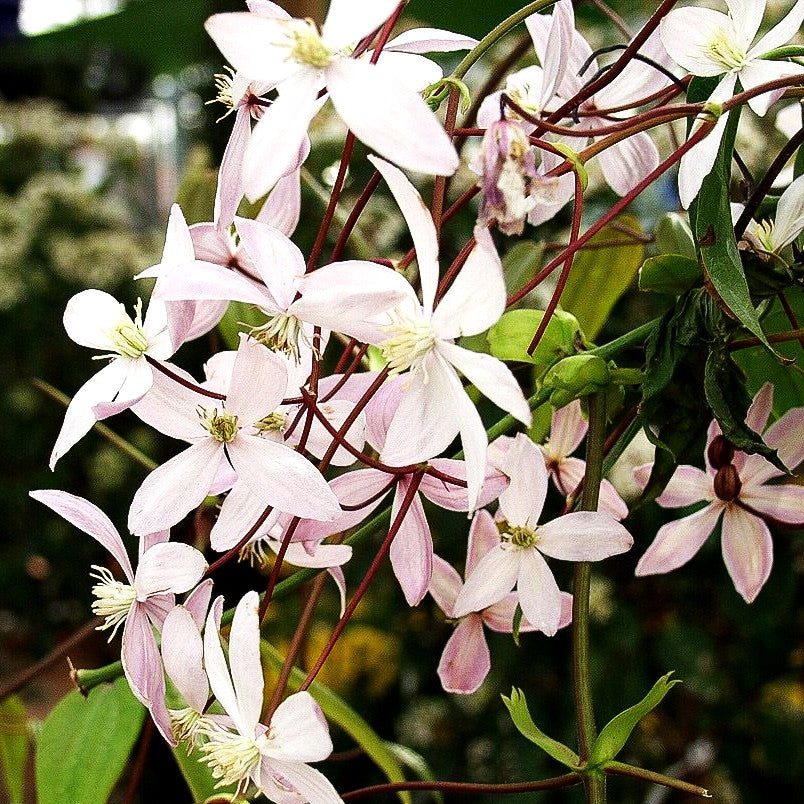 Immergrüne Waldrebe 'Apple Blossom' (Clematis armandii)