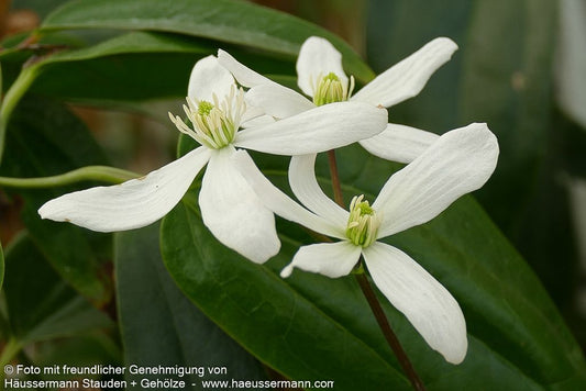 Immergrüne Waldrebe (Clematis armandii)