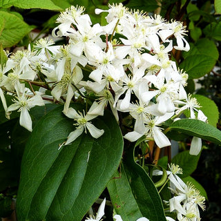 Immergrüne Waldrebe (Clematis armandii)
