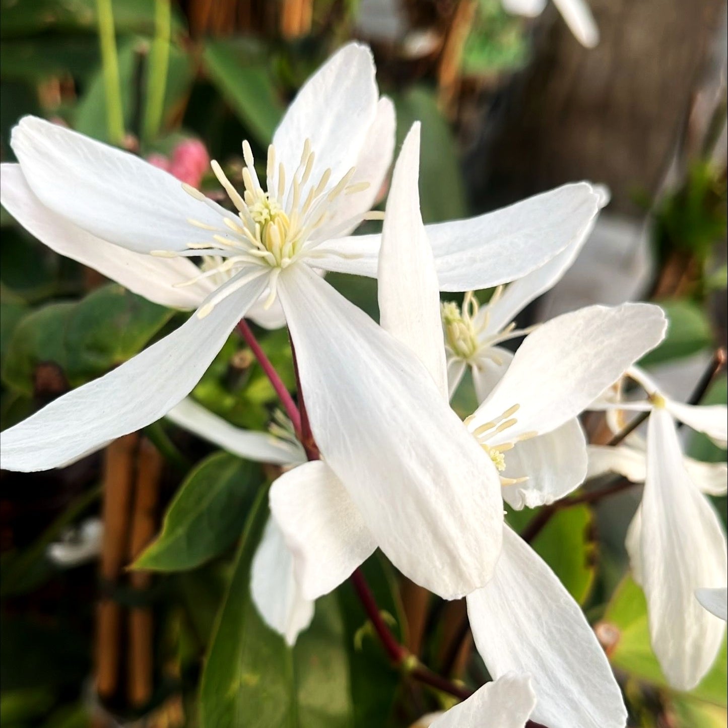 Immergrüne Waldrebe (Clematis armandii)