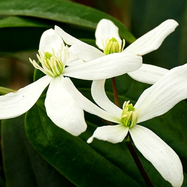Immergrüne Waldrebe (Clematis armandii)