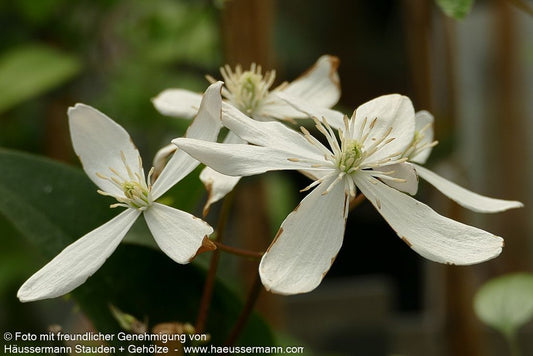 Immergrüne Waldrebe 'Snowdrift' (Clematis armandii)