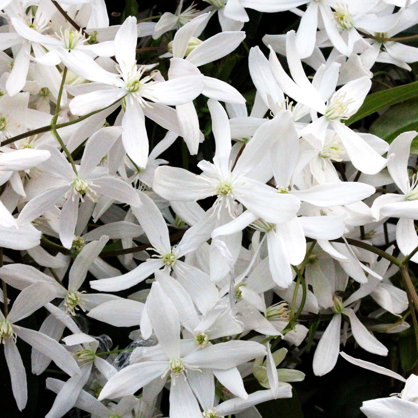 Immergrüne Waldrebe 'Snowdrift' (Clematis armandii)