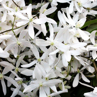 Immergrüne Waldrebe 'Snowdrift' (Clematis armandii)