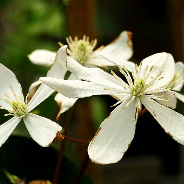 Immergrüne Waldrebe 'Snowdrift' (Clematis armandii)
