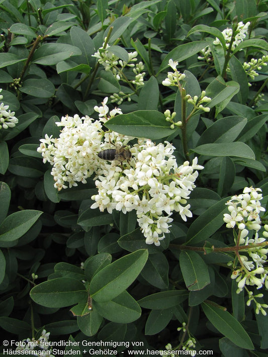 Immergrüner Hecken-Liguster 'Atrovirens' (Ligustrum vulgare)