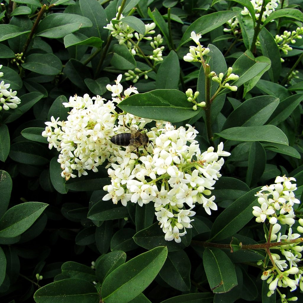 Immergrüner Hecken-Liguster 'Atrovirens' (Ligustrum vulgare)